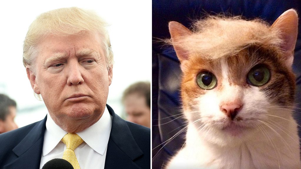 Five Ridiculously Funny Things On The Internet Right Now Kindle