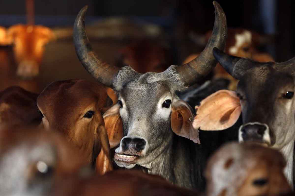 Eating Steak in the Time of Modi