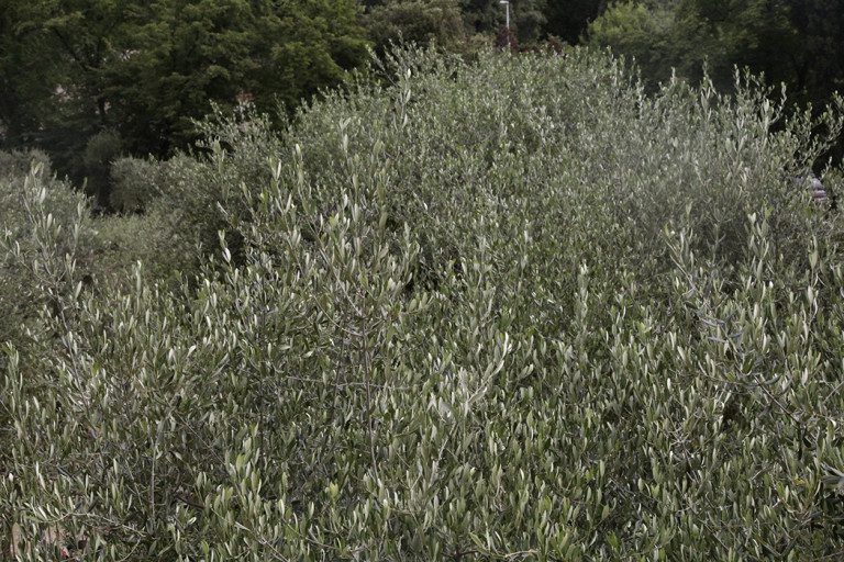 A Letter to an Unknown Lover