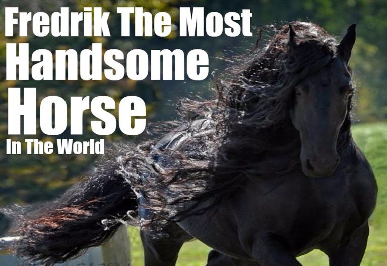 A Morbid Fear of Noise