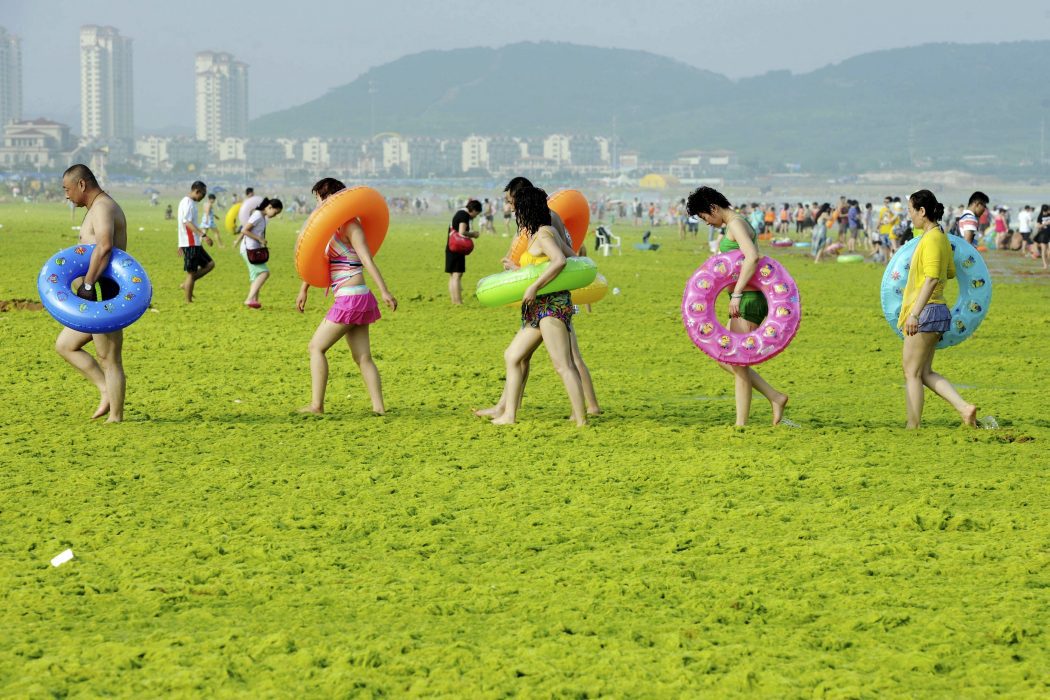 In the picture: Swimmers walk with their floats on a beach covered by algae, in Qingdao, Shandong province, China, July 24, 2015. Picture courtesy/ REUTERS