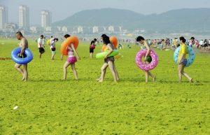 In the picture: Swimmers walk with their floats on a beach covered by algae, in Qingdao, Shandong province, China, July 24, 2015. Picture courtesy/ REUTERS