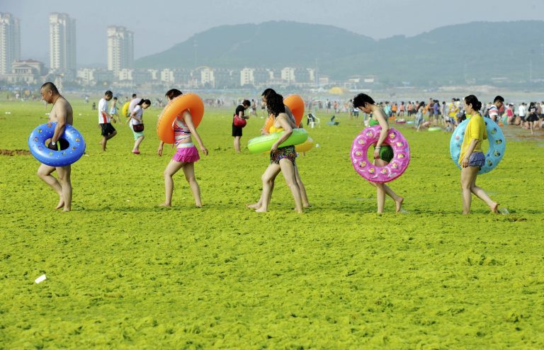 In the picture: Swimmers walk with their floats on a beach covered by algae, in Qingdao, Shandong province, China, July 24, 2015. Picture courtesy/ REUTERS